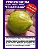 FILACCIANO (Echte Feige, Ficus carica)